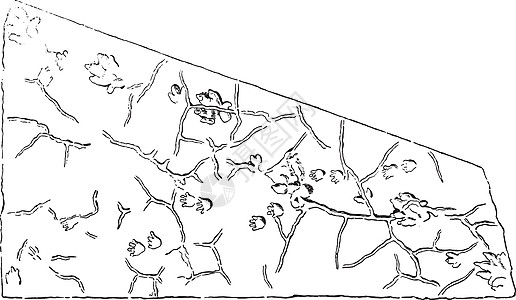 砂岩斑块上浮雕的化石动物足迹图片