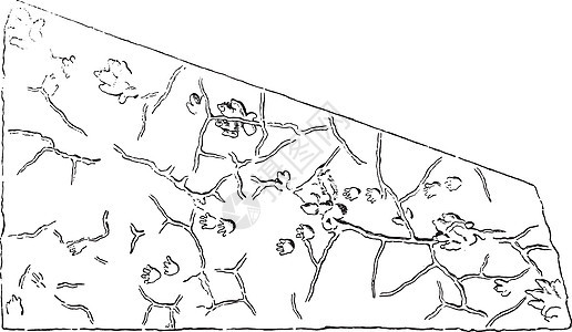 砂岩斑块上浮雕的化石动物足迹图片