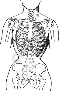 由显示女性骨骼状况的紧身胸衣变形科学艺术医疗生物学蚀刻绘画腰部骨盆艺术品黑色图片