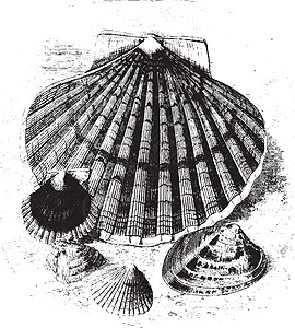 食物软体动物 减少三分之二 旧式雕刻图片