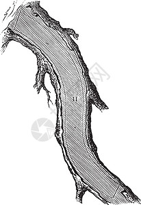 一棵树是如何制成木材的砍伐膝盖铣削雕刻树干艺术品艺术蚀刻古董木板图片