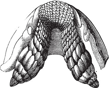 复古雕刻绘画嘲笑尺寸生物学古董插图黑色艺术白色历史图片