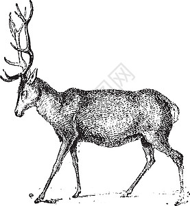鹿 老旧的雕刻喇叭黑色绘画蚀刻反刍动物历史性野生动物动物荒野插图图片