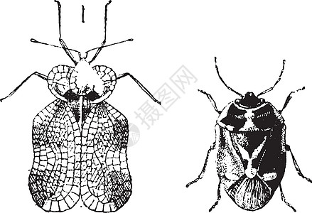 - 右- Nez(Heteroptera) 老虎虫或带虫虫 右图片