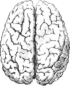 大脑 顶部 古代雕刻背景图片