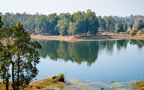 印度国家公园的景观中央 Tala 区 位于印度中央邦森林分部的乌玛利亚和卡特尼 这个大型生物多样性公园到处都是热带森林 萨尔树和图片