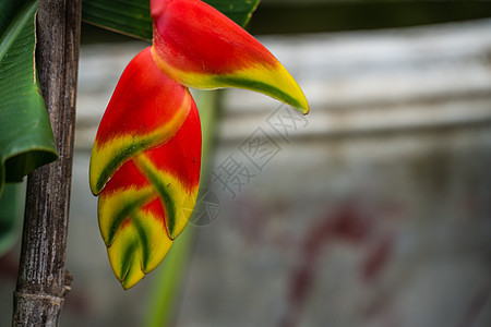 挂龙虾爪热带丛林植物特写中橙子公园叶子情调植物群花园植物学雨林长椅森林图片