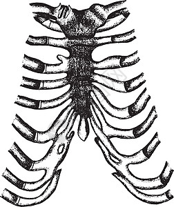 边际成本锁骨的胸骨 成本 软体和口腔插画