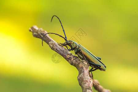 麝香甲虫口器的特写镜头 绿色芳香摩沙塔动物群生活叶子植物昆虫学生物荒野森林生命漏洞图片