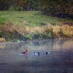 秋天黄橘红森林湖上游泳的蓝鸭叶子天空动物木头野生动物公园水禽风景季节鸭子图片
