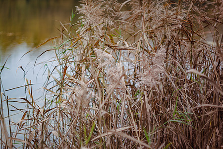 以湖泊和芦苇为背景的秋季黄红色森林景观 复古风格太阳金子树叶公园墙纸蓝色环境阳光叶子晴天图片
