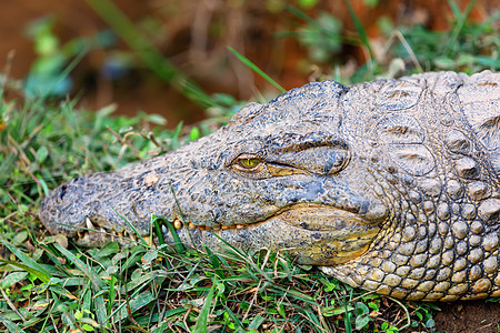 Crocodile 马达加斯加环境危险捕食者致命国家猎人荒野爬行动物野生动物生物图片