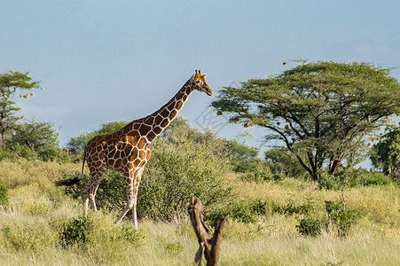 Giraffe穿越Samburu公园小道野生动物哺乳动物绿色棕色脖子动物荒野食草白色图片