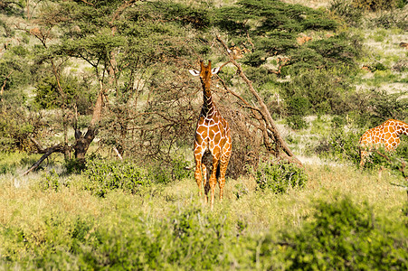 Giraffe穿越Samburu公园小道白色绿色脖子野生动物食草荒野哺乳动物棕色动物图片