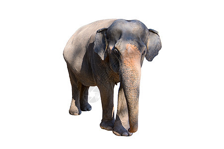 大棕大象 白底白色背景动物濒危树干生态环境食草哺乳动物荒野动物园力量图片