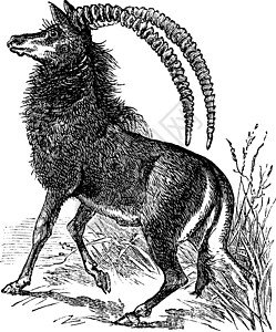 黑貂羚羊 aigocerus 尼日尔或尼日尔复古 eng牛科插图艺术野生动物绘画河马荒野耳朵蚀刻喇叭图片