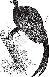 或野鸡 ol 的大野鸡常见种艺术品尾巴艺术打印雕刻翅膀白色插图古董孔雀图片