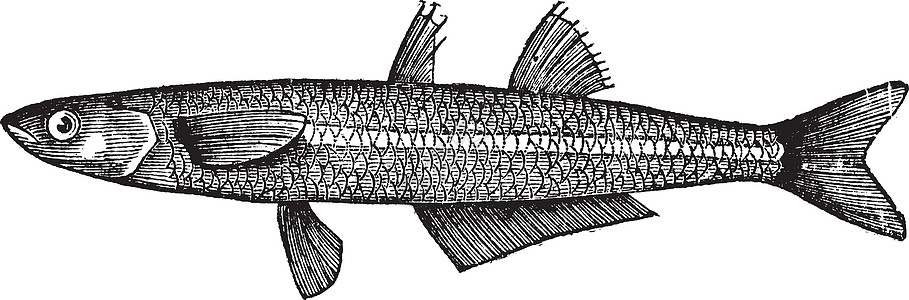 或大型沙冶鱼插图音符古董热带蛛科河口艺术品冶炼雕刻打印图片