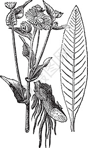 Elecampane 或马健康的老旧雕刻叶子绘画愈合植物草本植物树叶植物群古董打印艺术品图片