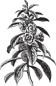 Balsam 园园古代雕刻玫瑰香脂花瓣艺术植物树叶花园插图植物学皮肤图片