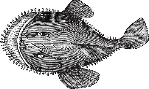 美国角鱼或洛菲乌斯美洲人 重雕刻打印插图鹅鱼牙齿垂钓者钓鱼青蛙扁平化圈套背部图片