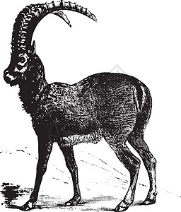 Alpine Ibex或Capra ibex 山羊 古代雕刻牛科艺术品古董高山草图插图绘画打印脊椎动物哺乳动物图片