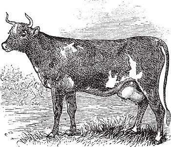 艾尔郡或坎宁安卡特复古雕刻奶制品打印古董食草哺乳绘画艺术品正方形牛科草图图片