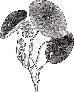 Brasenia 水生 植物 叶子 古代雕刻草图插图植物群被子树叶古董蚀刻水板植物科木贼图片
