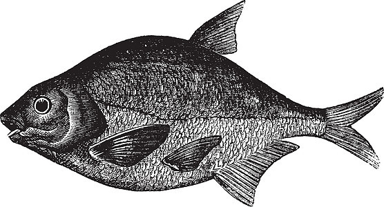 普通树脂或阿布拉米斯胸膜 淡水 鱼类 古代刻字养殖生物学动物群绘画艺术品艺术硬骨海鲜古董草图图片