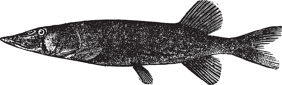 链梭鱼上惠特打印蚀刻艺术品蝗科梭鱼晚餐动物胸饰绘画背部图片