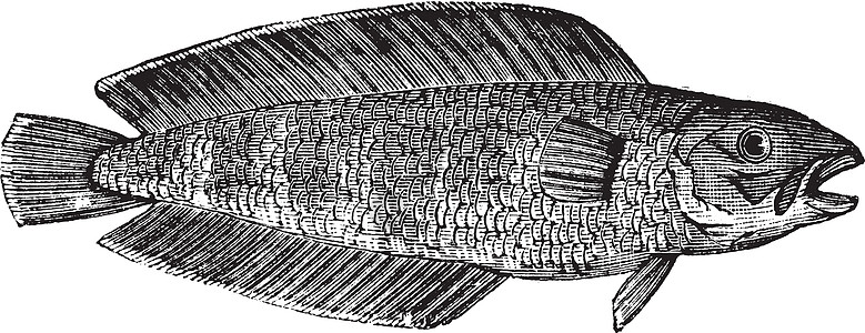 库斯克或布鲁斯米兄弟 海洋 鱼类 古典雕刻养殖动物群水产草图艺术硬骨插图古董粗口艺术品图片