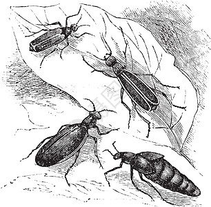 Cantharis 或 lytta 背心或西班牙 的 苍蝇古典石膏鞘翅目瓢虫野生动物试探者艺术荒野天线甲虫绘画艺术品图片