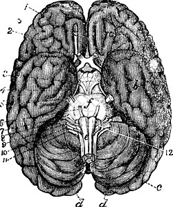 人类脑古代雕刻教育艺术品数字知识分子生理打印科学皮层古董下丘脑图片