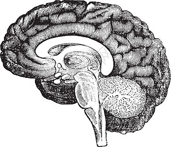 人类脑古代雕刻的垂直侧面视图段延髓绘画创造力教育学习力量艺术打印知识头脑图片