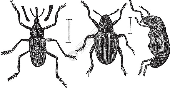 恶毒的古代雕刻害虫动物群艺术品菌科绘画蚁科侵扰鱼科食物插图图片