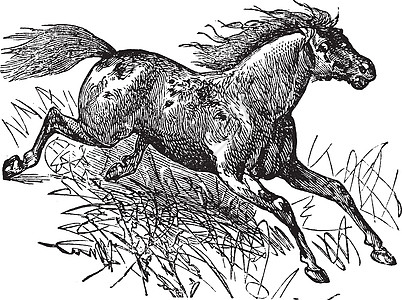 野马古老雕刻动物古董牧场野生动物牛仔脊椎动物艺术品先锋运输马属图片