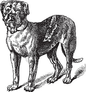 Dogue 或或波尔多獒犬或法国獒犬犬类运输打印警卫哺乳动物狗窝脊椎动物动物古董雕刻图片