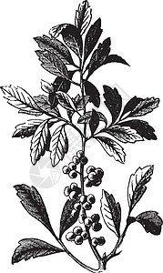 南瓦克斯迈尔特尔或南湾莓 坎德贝里或塔洛绘画草本植物杨梅艺术品蜡笔打印植物桃金娘香味蚀刻图片