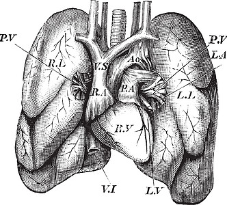 人类心脏和肺部古老的雕刻科学男人艺术解剖艺术品绘画解剖学身体插图蚀刻背景图片