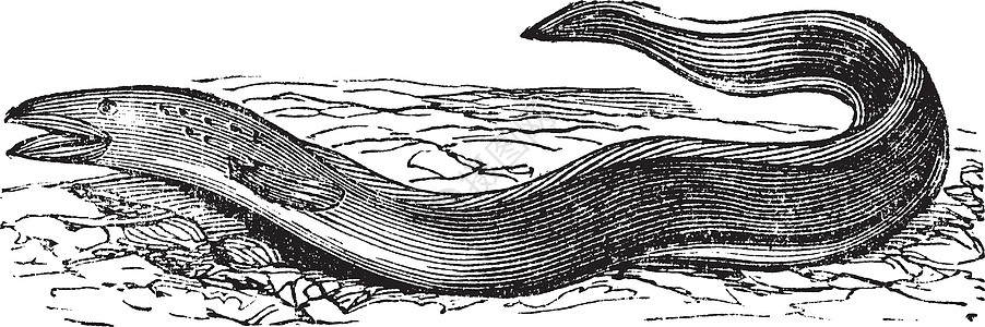 星鳗或星鳗 sp 复古雕刻海滩艺术品并网艺术鳗鱼巨头长鳍海洋插图脊椎动物图片