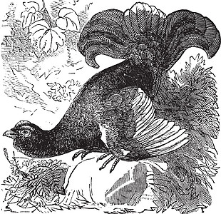 黑松鸡或 Blackgame 或复古雕刻古董动物帽子游戏仪式黑色尾巴大道艺术蚀刻图片