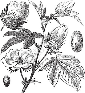 皮马棉花或南美洲棉花或克里奥尔或海岛主食雕刻生产纤维叶子树叶药品古董种子皮马图片
