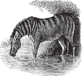 Donkey 或 Equus 等同古老的雕刻骡子屁股小马插图古董马属脊椎动物投石车长毛嘶嘶图片