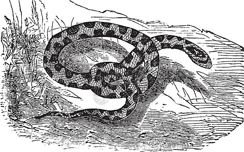 鸡蛇或鼠蛇或伊拉斐螺 比图菲斯动物松树雕刻黑色素插图玉米古董艺术冬眠蚀刻图片