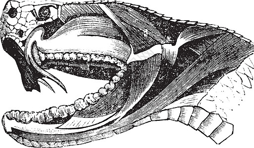 毒蛇头老旧雕刻爬虫古董致命毒液艺术动物蛇皮野生动物爬行动物插图图片