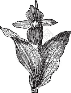 Lady或或小袋植物群古董插图花园植物学兜兰植物艺术兰花图片