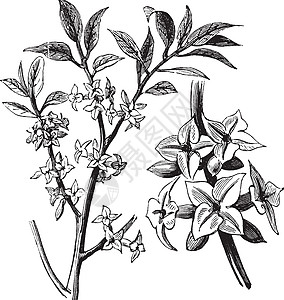 Daphne或古代雕刻艺术花园浆果艺术品白色蚀刻中庭种子植物学插图图片