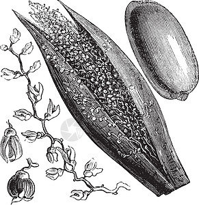 日期 棕榈或凤凰仙人掌 古代雕刻古董植物群艺术品绘画白色植物学植物蚀刻浆果插图图片