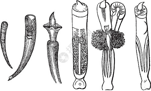 Tusk Shells或牙 雕刻的老式插图足类海洋贝类绘画牙科艺术品獠牙蚀刻白色古董图片