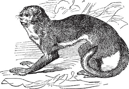 夜猴或猫头鹰猴或或动物白色古董艺术哺乳动物动物学陆地脊椎动物荒野插图图片